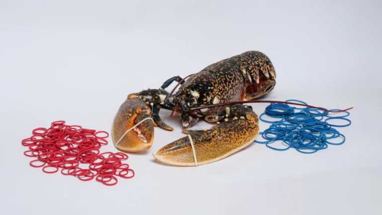 Gummibänder für Austernzucht, Meeresfrüchte und Hummer